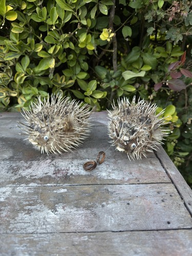 Lot poisson diodion - lot, 2