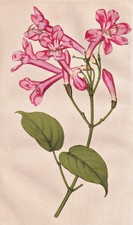 Lundia Acuminata Fleur Botanique Lithographie Revue Horticole 1855