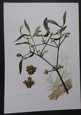 planche ARBRISSEAUX ARBUSTES ARBRES : Gui blanc Viscum album