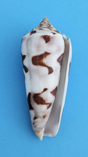 Conus gubernator ( Pionoconus