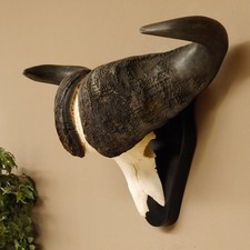 Trophée De Crâne De Buffle