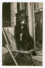 PHOTO snapshot, 1950 chien dog Diane assise mobilier jardin