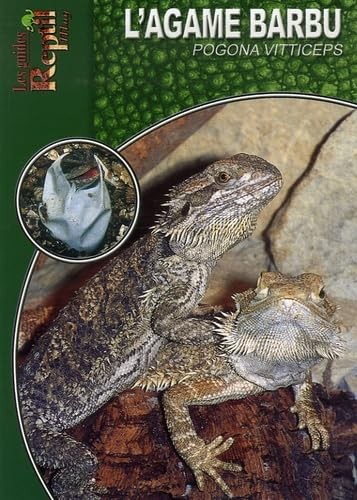 Agame barbu pogona - l'agame,