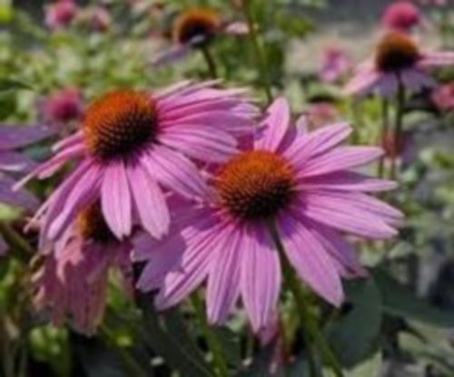 Graines echinacea purpurea - graines,