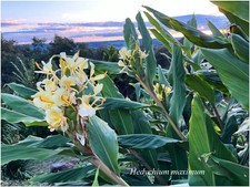 Hedychium maximum ° géant
