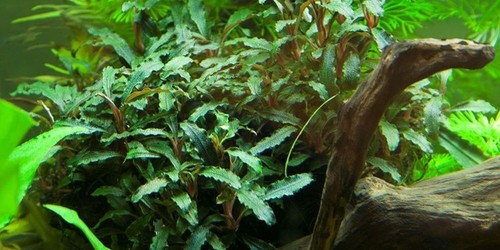 Aquarium plante bucephalandra - aquarium,