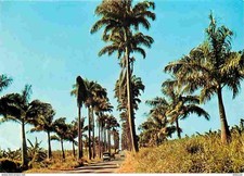 Guadeloupe - Allée Dumanoir - Automobiles - CPM - Voir Scans Recto-Verso