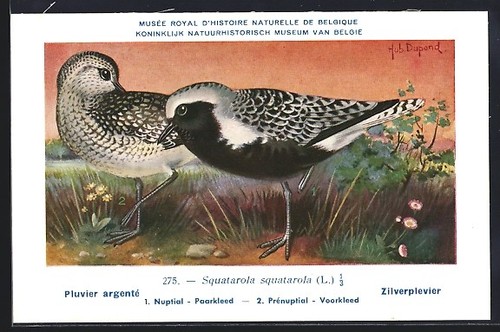 Carte postale artiste hubert - postale,