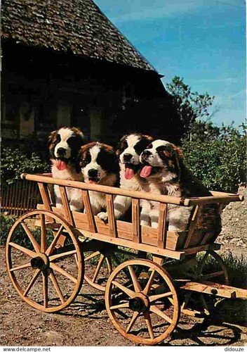 Carte postale animaux - carte,