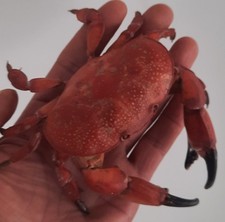 curiosité , taxidermie : crabe Carpilius Naturalisé