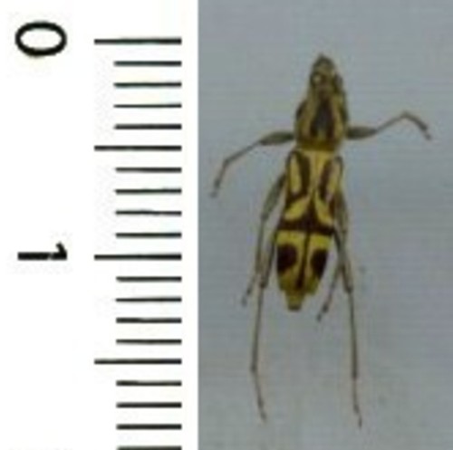 Cerambycidae chlorophorus - cerambycidae,