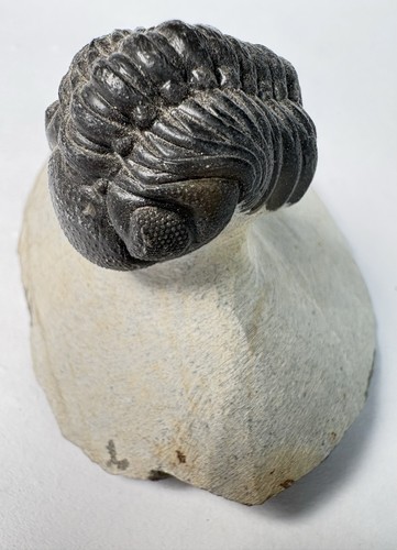 Reedops trilobite fossils - reedops,