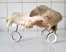 Tricycle & crâne de chien.