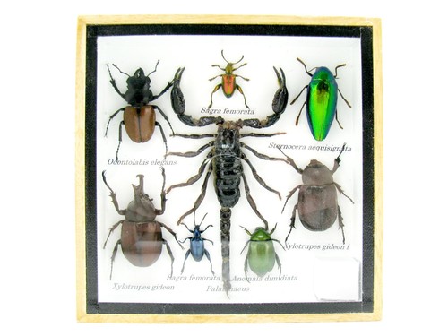 Insectes exotiques réel - -,