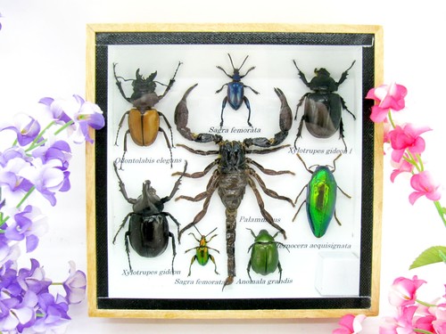 Insectes exotiques réel - 3d,