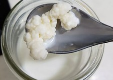 Grains de Kéfir de lait frais