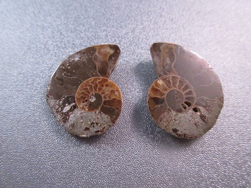 Pair madagascar ammonite - pair,
