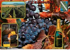 Carte Postale - Vignes -