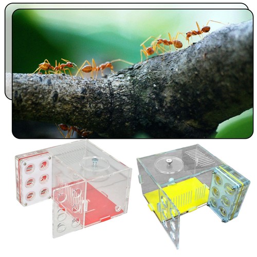 Nid fourmis ferme - fourmis,,
