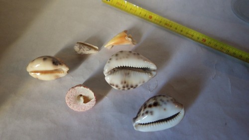 Lot coquillages rares - lot,
