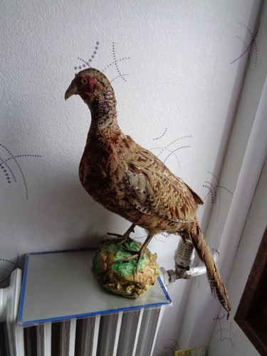 Trophee chasse coq faisan - trophee,