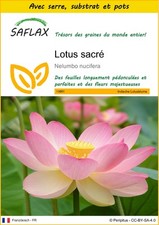 SAFLAX - Kit de culture - Lotus sacré - 8 Graines