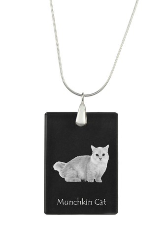 Chat munchkin collier - munchkin, en