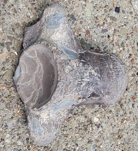 Authentic texas mosasaur - authentic,