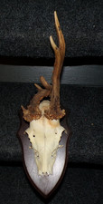 superbe  TROPHEE CHASSE MASSACRE  CHEVREUIL - CABINET DE CURIOSITES -déco n°8