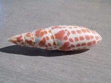 Coquillage :  NEW MITRIDAE