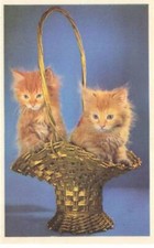 ANIMAUX #DC51446 CHATONS ROUX DANS UN PANIER