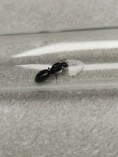 Fourmis camponotus latelaris