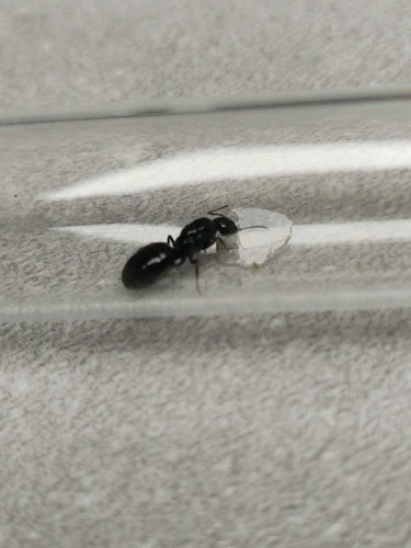 Fourmis camponotus latelaris