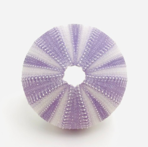 Oursin violet tripneustes - oursin,