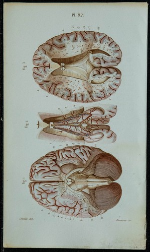 1852 planche anatomie - -,