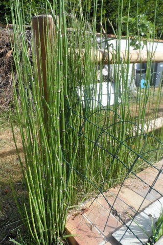 Plant prêle japon - plant,