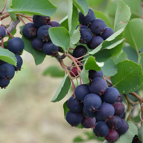 Amelanchier alnifolia