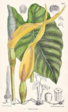 Colocasia Antiquorum Inde Fleur Botanique Lithographie Curtis 7364