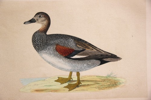 Gravure ancienne colorée