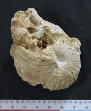 Nautile fossile Bathonien