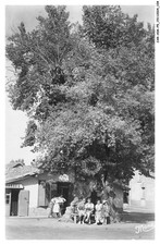 CAR-ADKP5-0358-40 - BISCAROSSE - La Legende de l'orme