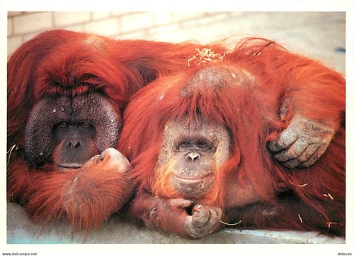 Carte postale animaux - -,