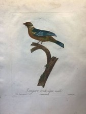 Tangara archevêque mâle