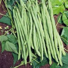 Lot De 40 Graines De Haricot Grimpant Montebello Semences EXCEPTIONNELLE Seed