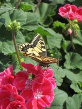 ♫ GERANIUM 'Fuchsia Rosé'