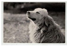 CHIEN #17243 BERGER DES PYRENEES