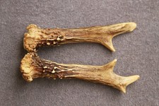 Paire de bois de chevreuil –