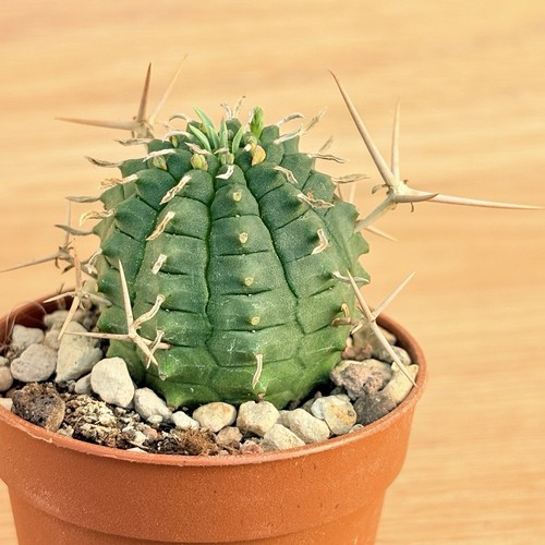 Euphorbia stellispina pot - stellispina,,