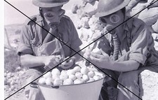  curiosité , oddities : photo " éplucheurs d'oignons"