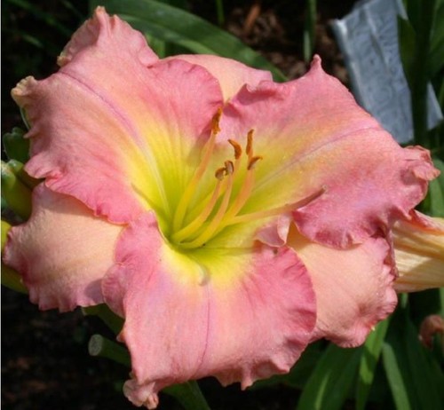 Daylily awash with - daylily, 'awash